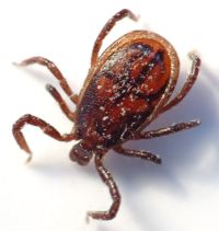 Picture of Tick